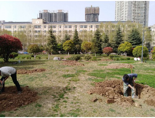 津市绿化批发市场