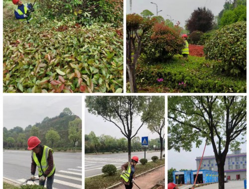 洪湖城市绿化常用苗木标准