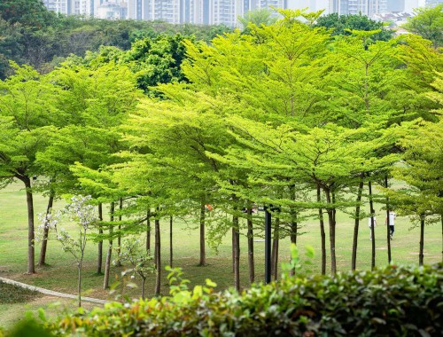 园林绿化工程师在哪里办理