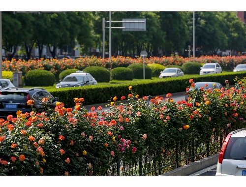 许鄢快速路道路绿化工程